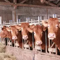 Un diagnostic à partir d’analyses en laboratoire est indispensable avant de traiter les animaux à l’entrée à l’étable.
