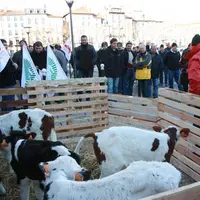 En guise de protestation, 5 petits veaux ont été déposés devant les grilles de la Préfecture le 13 janvier au matin.