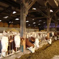 Le traitement ciblé de rentrée permet d’optimiser la production des vaches durant la période de stabulation.