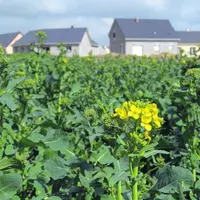 En France, environ 90 000 ha de surfaces agricoles disparaissent actuellement chaque année.