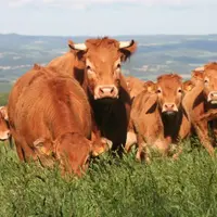 Tous les éleveurs sont invités le 14 novembre à St Paulien.