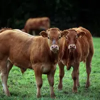 Les conditions d'exportation des broutards sont temporairement allégées.