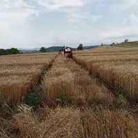 Essais céréales