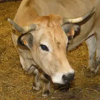vache aubrac.
