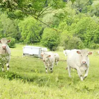 Troupeau charolaises au pré
