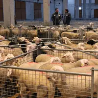 Lot d'agneaux à la vente au marché couvert de Saugues.