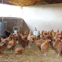 Poulets en intérieur