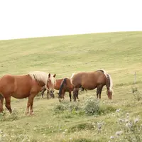 chevaux comtois au pâturage