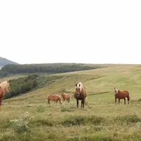 Chevaux Comtois au pré