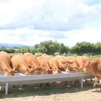 Bovins qui boivent à la pâture.