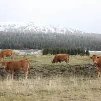 Broutards au pâturage sur le secteur du Mézenc.
