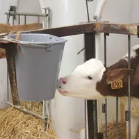 Veau au biberon