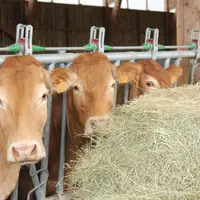 Génisses limousines mangeant du foin au cornadis.