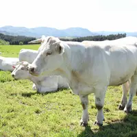 Vache charolaise