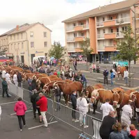 Le concours départemental des chevaux lourds à Yssingeaux le 28 août 2021.