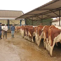 Au Gaec de la Ferme de Montillon à Beauzac, on recherche la plus belle génisse du troupeau pour aller à St Paulien le 27 mars.