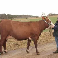 Orangina la vache abondance de Julien Gibert sélectionnée pour Paris 2022.