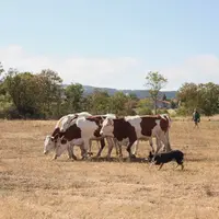 Le troupeau avance tranquillement sous l'oeil du chien.