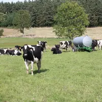 Prim Holstein au pré