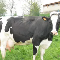 Prim'Holstein