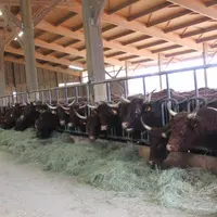85 vaches Salers