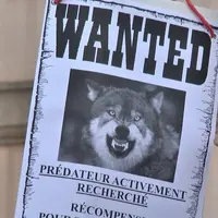 Un seul mot d'ordre : "il faut abattre le loup"
