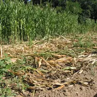 Les premiers dégâts sur maïs sont déjà apparus. Les agriculteurs ne veulent plus voir ça.