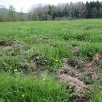 Trop c’est trop… Selon la fédération de chasse, le coût des dégâts avoisinent les 300 000 €.