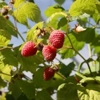 L’AVFF est ouverte à tous les producteurs indépendants ou rassemblés en organisation de producteurs ainsi qu’aux expéditeurs.
