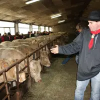 Mickaël Ribes devant ses charolaises qui seront bientôt vendues sous AOC Fin Gras du Mézenc.