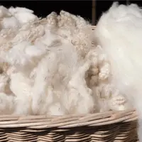 Avant d’obtenir une belle laine bien propre et bien blanche, il faut procéder au lavage, une étape longue, difficile, onéreuse et gourmande 
en eau e