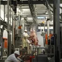 Le boeuf représente 35 % de l’activité des abattoirs altiligériens.
