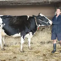 Daniel Guignand avec Fherka, une vache en 4e lactation, qui a toutes ses chances de remporter un prix.