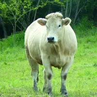 Une démarcation pour les génisses et jeunes vaches de races à viande ou croisées.