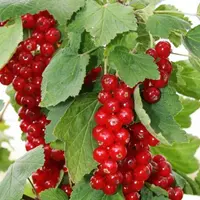 Avec plus de 1000 tonnes de fruits commercialisés en 2015, la production de fruits rouges des Monts du Velay du GIE se porte bien.