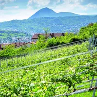 Les terroirs volcaniques confèrent une typicité très marquée aux vins, reconnue à l’International.