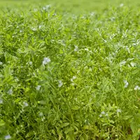 L’ODG Lentille Verte du Puy compte sur ses producteurs.