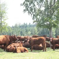 En viande bovine, les prix ne sont toujours pas au rendez-vous.