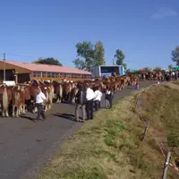 Le prix d’écurie.