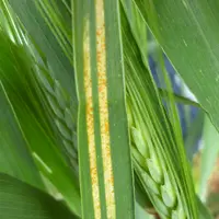 En Triticale, la campagne a été marquée par une attaque précoce et généralisée de rouille jaune à toute altitude.