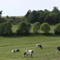 Des haies bien fournies ou des bosquets, source de bois à valoriser.
