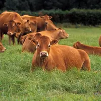 Le revenus des auvergnats, en bovins viande ou lait, ou en ovins, flirtent avec les 10 000 € par an.