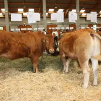 Concours bovin, foire grasse Langogne 16 mars