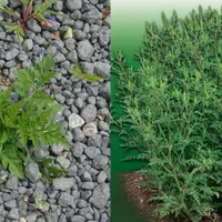 L’ambroisie fleurit généralement en août, ce qui permet de la distinguer d’autres plantes plus précoces.