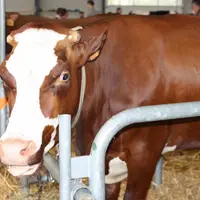 Vache Abondance