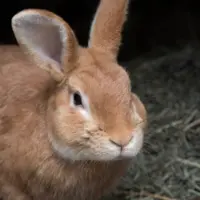 Un lapin dans sa cage.