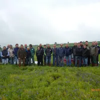 L’état sanitaire de la Lentille Verte du Puy se dégrade suite à l’excès de pluie.
