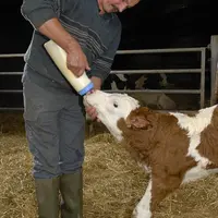 Les plus touchés ont été les producteurs de lait.