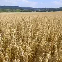 Les céréaliers crient "au scandale".