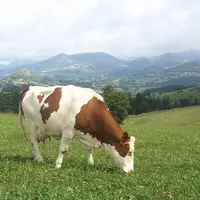 Montbéliarde qui pâture.